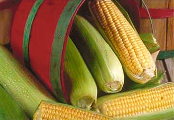 organic-food-corn-cob.jpg